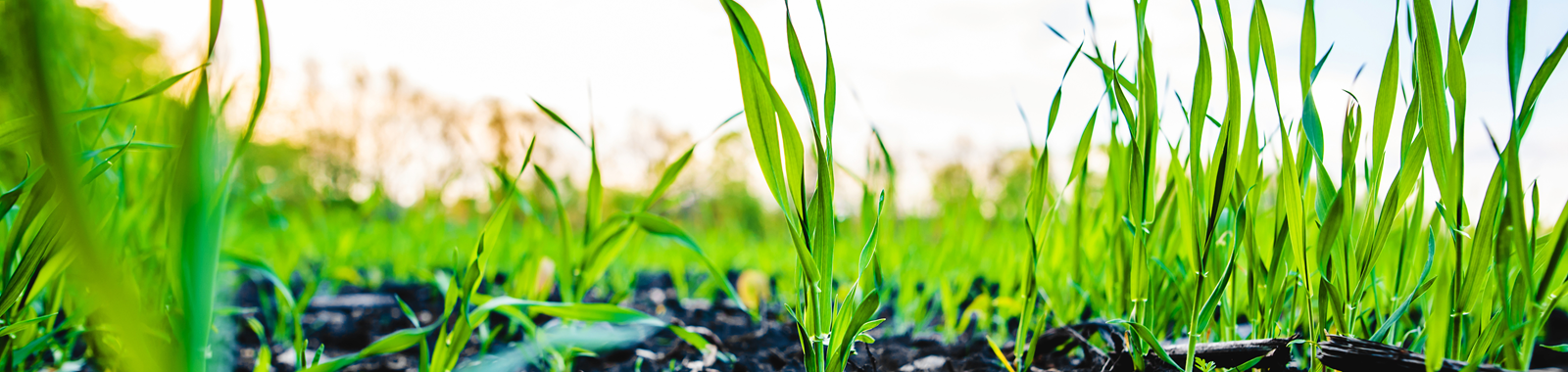 Laboratory maize GMO testing using Eurofins GeneScan mo-pat assay