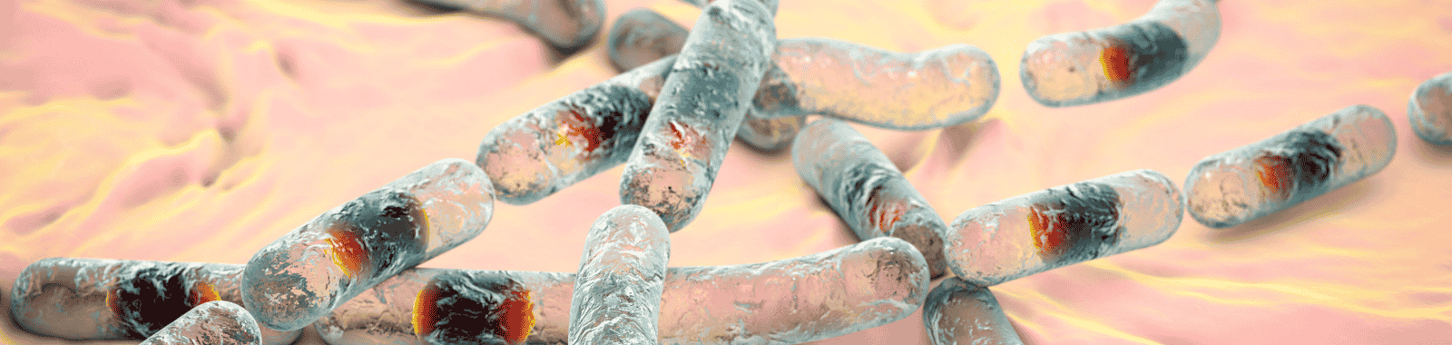 Bacillus cereus bacteria illustration used to explain food safety risks and testing