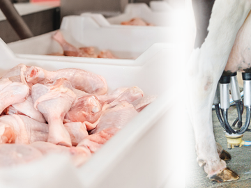 Campylobacter testing in food samples