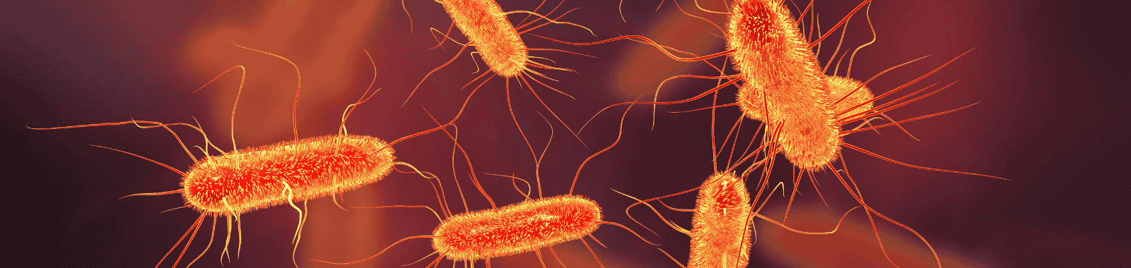 E. coli testing in water samples under laboratory analysis