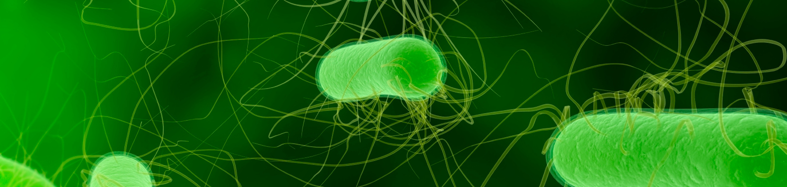E. coli STEC and O157 testing for food safety