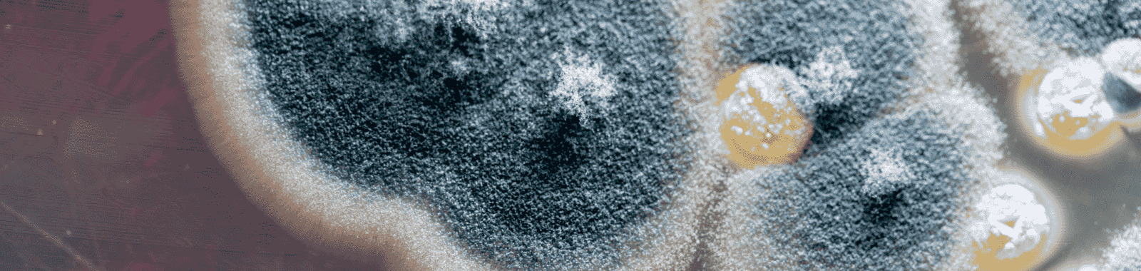 Yeast and mould testing for water hygiene and system maintenance