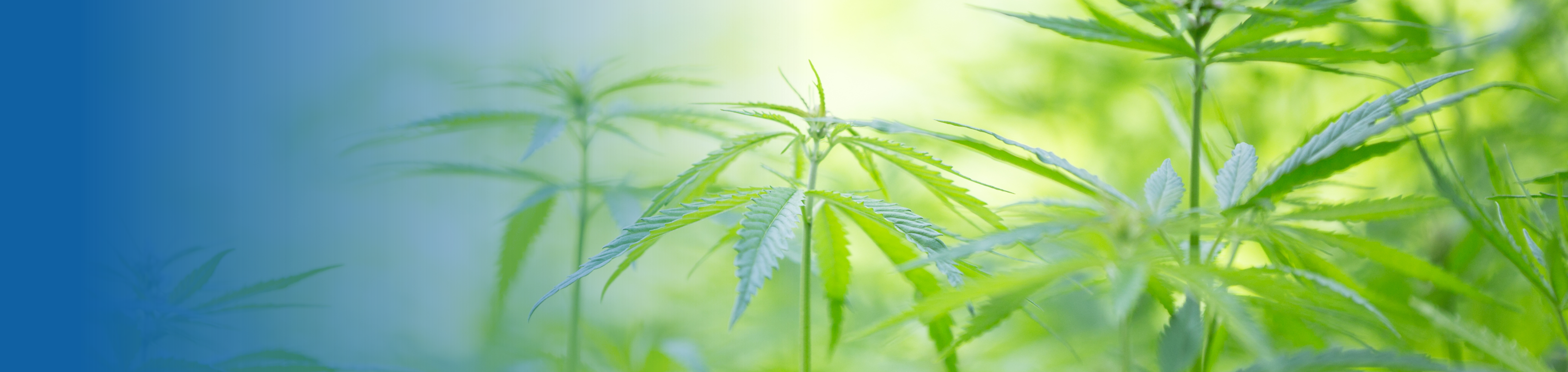 Laboratory analysis of cannabinoids in hemp seed oil and CBD foods