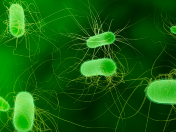 E. coli STEC and O157 food safety testing