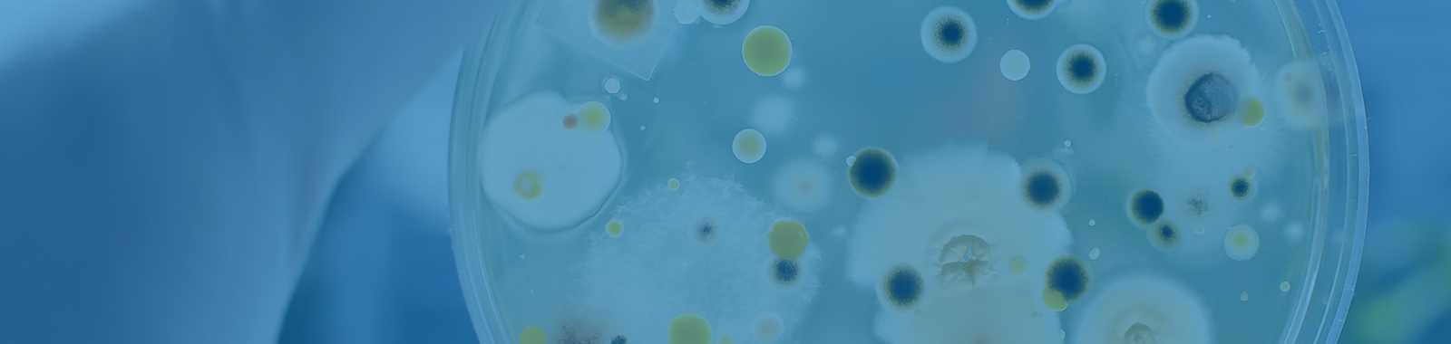 Bacteria & Co for the Bewildered; ‘a Beginners’  Guide to Food Microbiology’