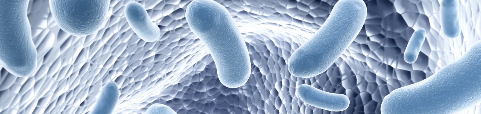 Yersinia enterocolitica Banner