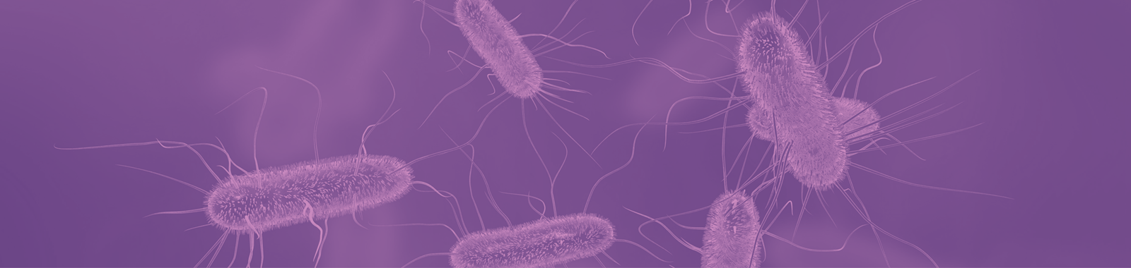 Understanding and Managing Shiga Toxin-producing E.coli (STEC) in Food