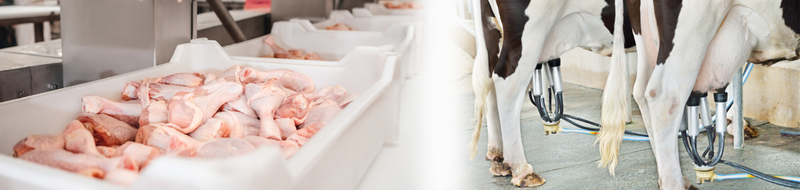 Eurofins poulty and milk Campylobacter testing