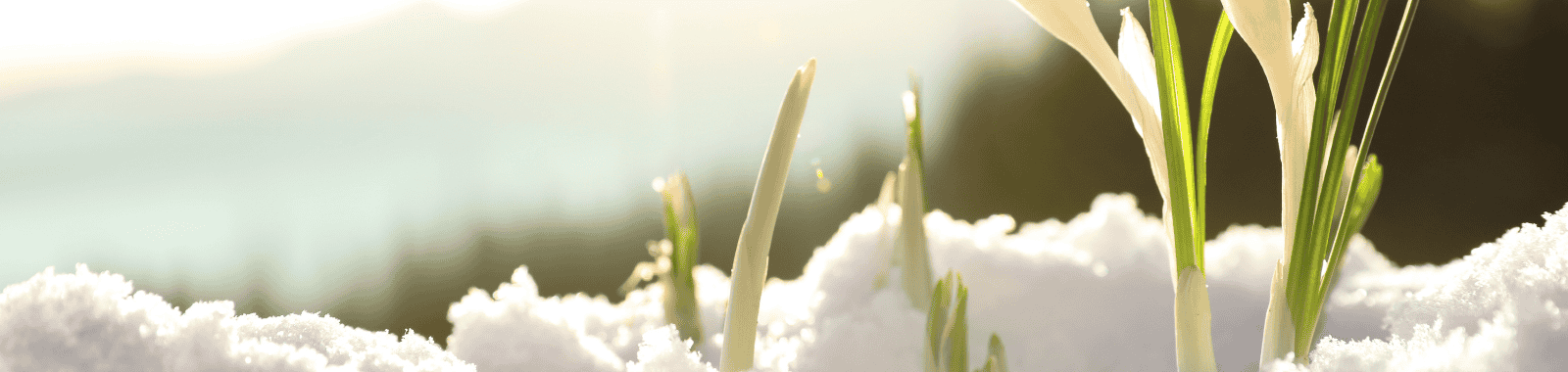 Food sample transport disruption during adverse winter weather in the UK