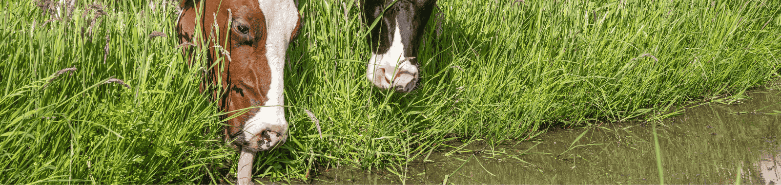 Water Hygiene Organic Chemistry Testing on water samples