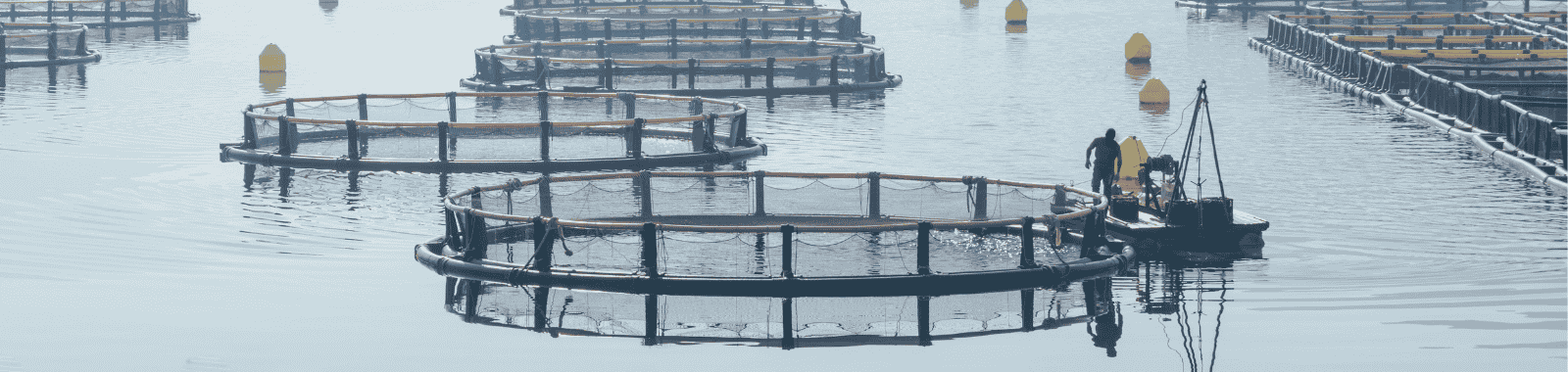 Fish farm pond water testing; Technician sampling water in a recirculating aquaculture system; Laboratory analysis of aquaculture water quality