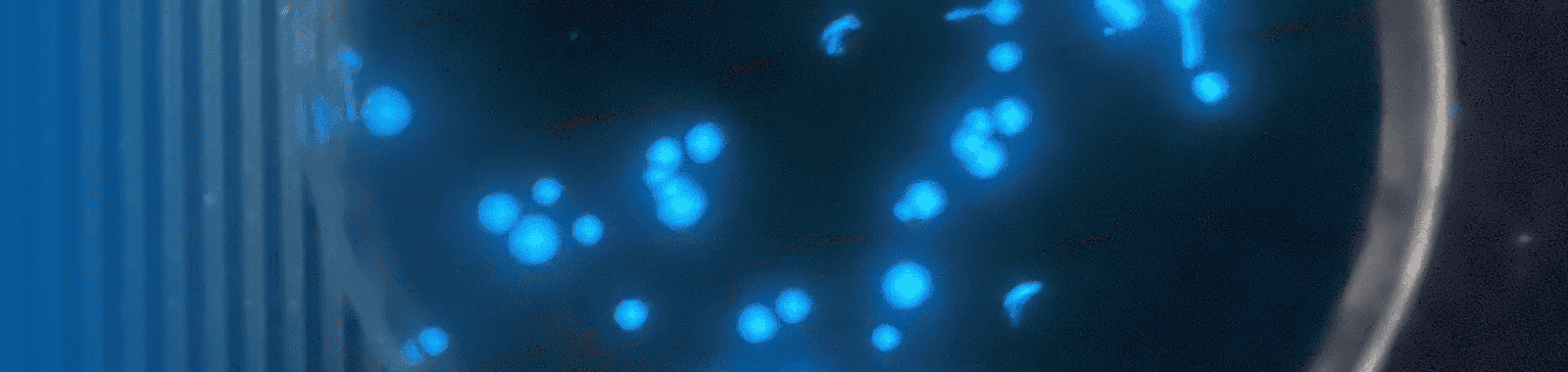 Scottish Legionella Focus Group visits our Livingston laboratory