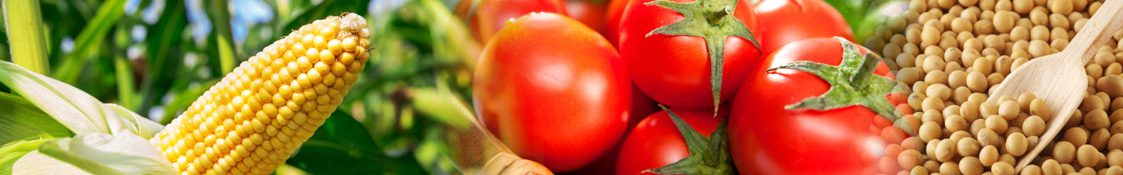 qPCR analysis for GMO screening and event-specific detection in food and feed