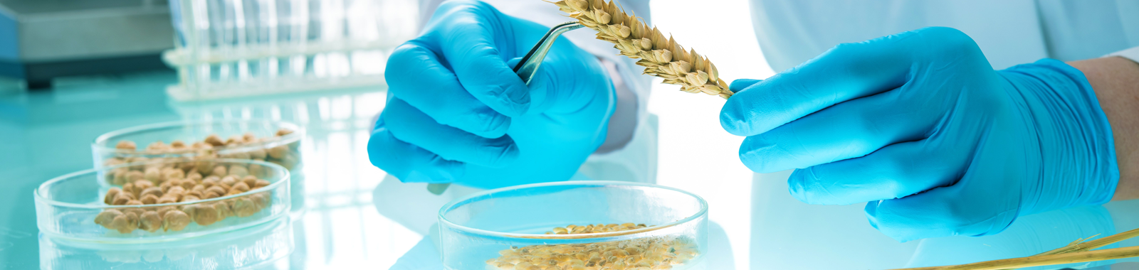 DNA testing for genetically modified maize in Eurofins laboratory