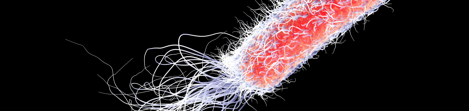 Pseudomonas aeruginosa testing in healthcare and potable water systems