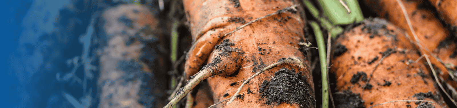 TFA and ultrashort PFAS in fruit, vegetables and cereals testing