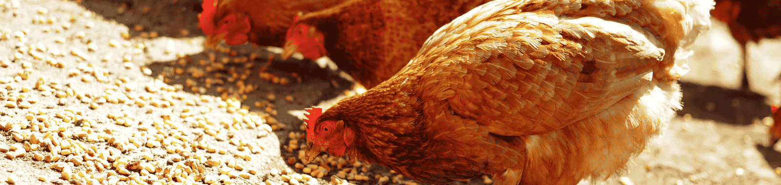 Eurofins | Poultry Health Laboratory